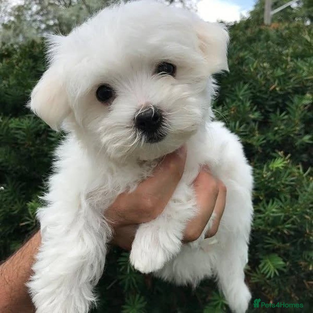 Bichon Frise dogs for sale:  Pure Breed Bichon Puppies for sale - Image 5