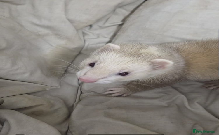 Ferret rodents - Advert 1