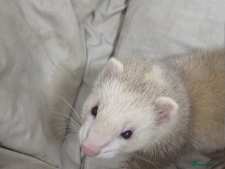 Ferret rodents - Advert 2