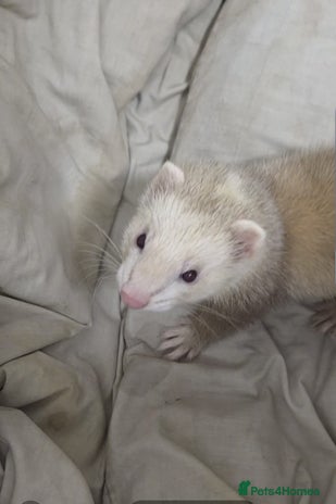 Ferret rodents - Advert 1