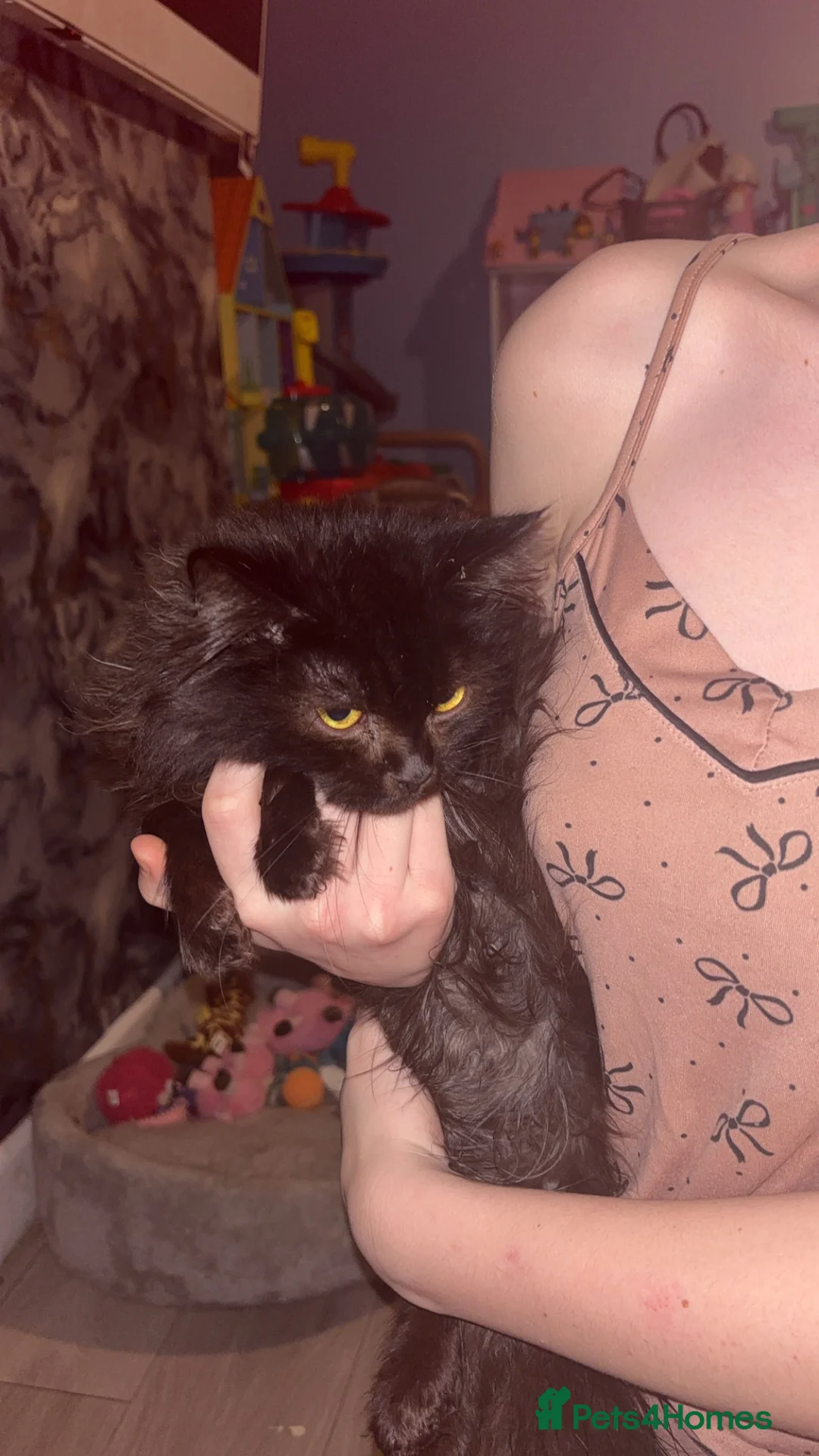 Maine Coon cats for sale: Male main coon - Advert 3