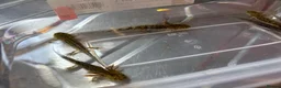 Axolotl reptiles for sale:  baby axolotl’s in Spalding - Advert 3