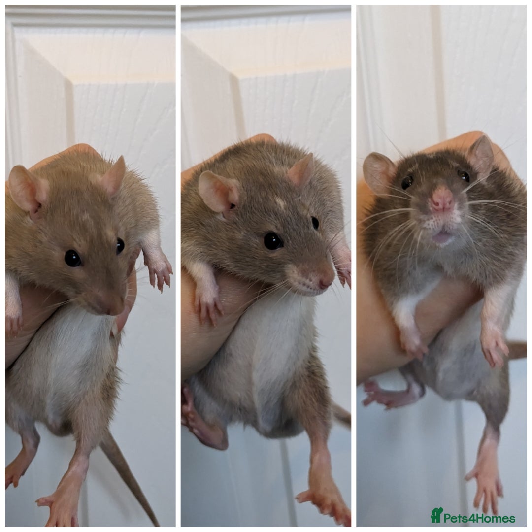 Rat rodents for sale: Pair & Trio of Bucks/Male Rats - Advert 2
