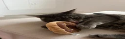 Mixed Breed cats for sale: Beautiful 4 Year Old Needs New Home - Advert 5