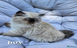 Persian cats for sale: PERSIAN HIMALAYAN Kittens for Sale!   - Image 4