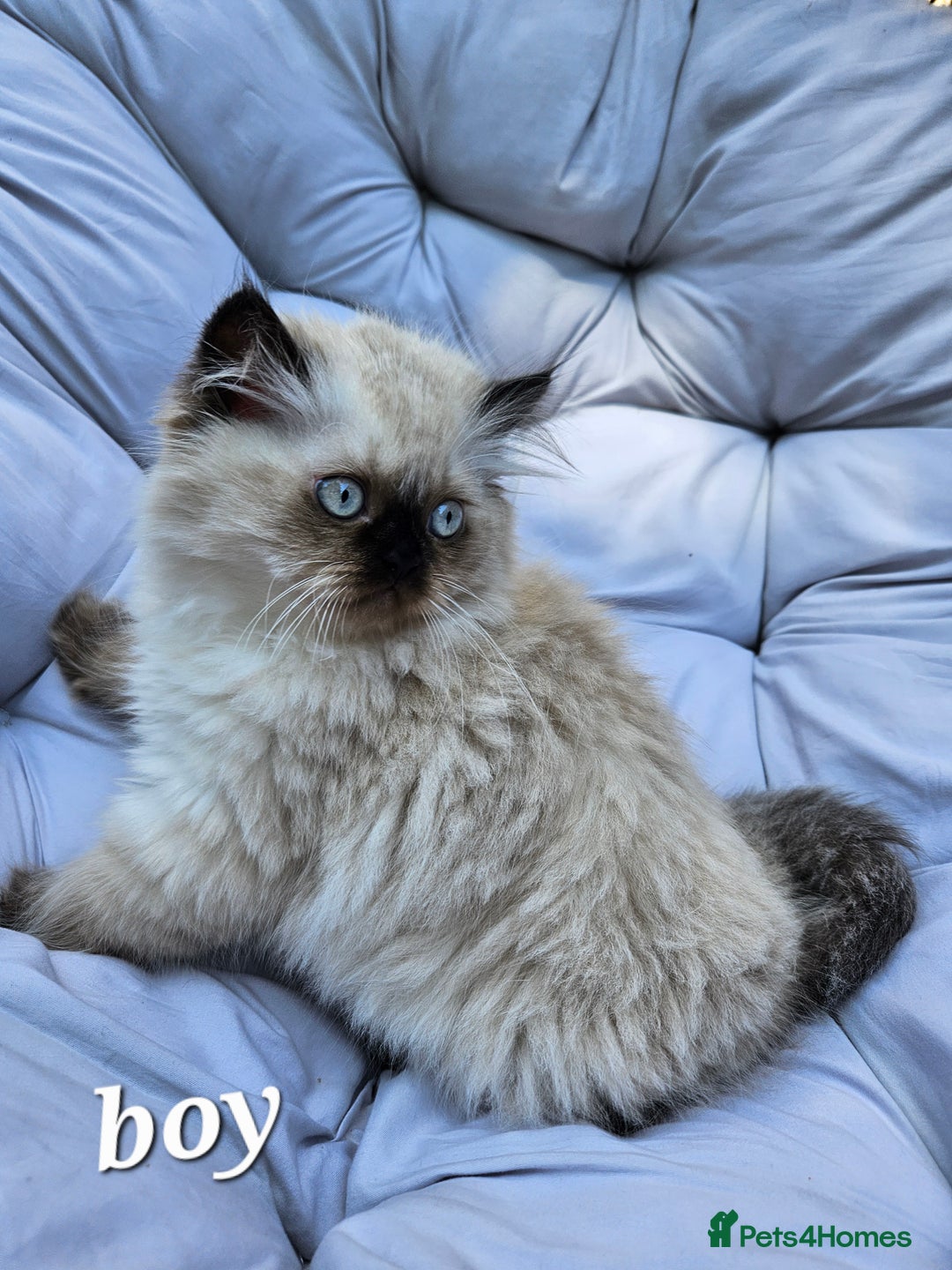 Persian cats for sale: PERSIAN HIMALAYAN Kittens for Sale!   - Image 4