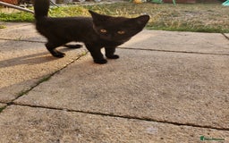 Mixed Breed cats for sale: 2 kittens to give away - Image 2