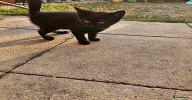 Mixed Breed cats - Advert 14