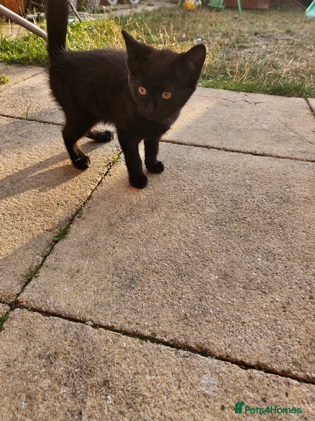 Mixed Breed cats for sale: 2 kittens to give away - Image 2