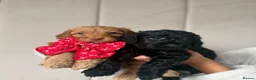 Cockapoo dogs for sale: ( 2 LEFT ) Stunning Cockapoo Puppies DNA Tested  - Advert 3