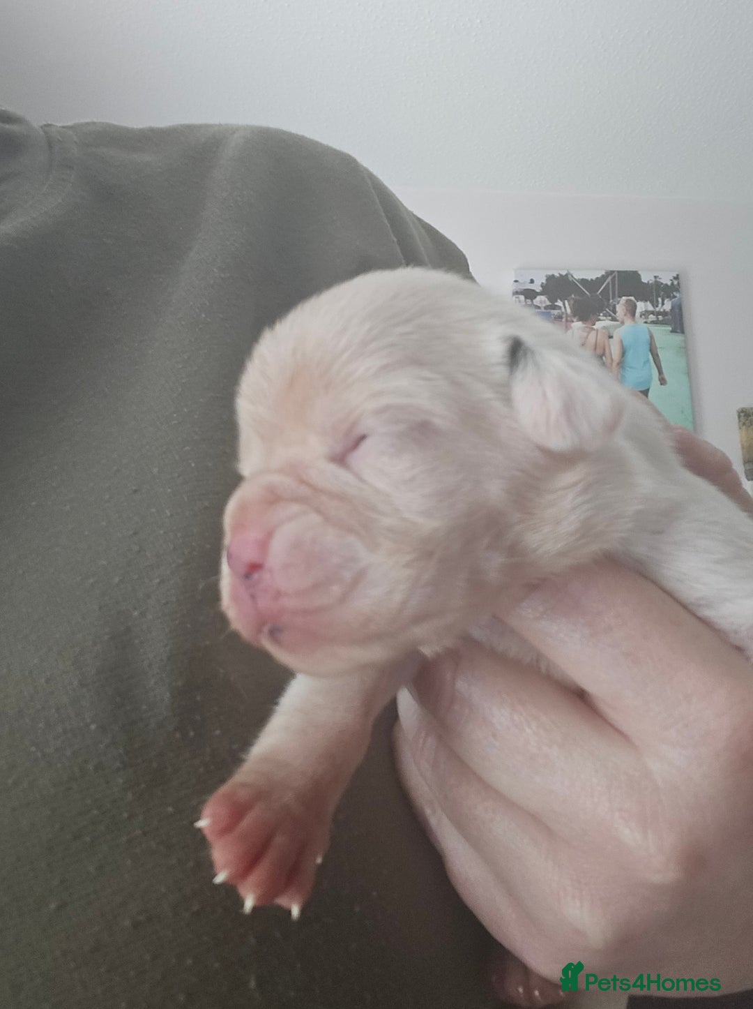 Boxer dogs for sale:  Only 2 girls left... 🥰 - Image 23