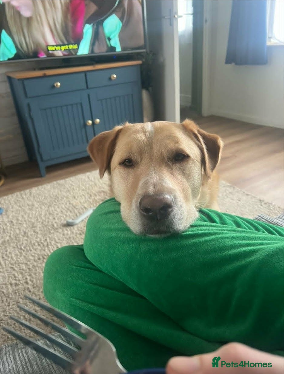 Mixed Breed dogs for adoption:  Finn – 3-Year-Old, Gentle Giant, Boy in Newport Pagnell - Advert 5