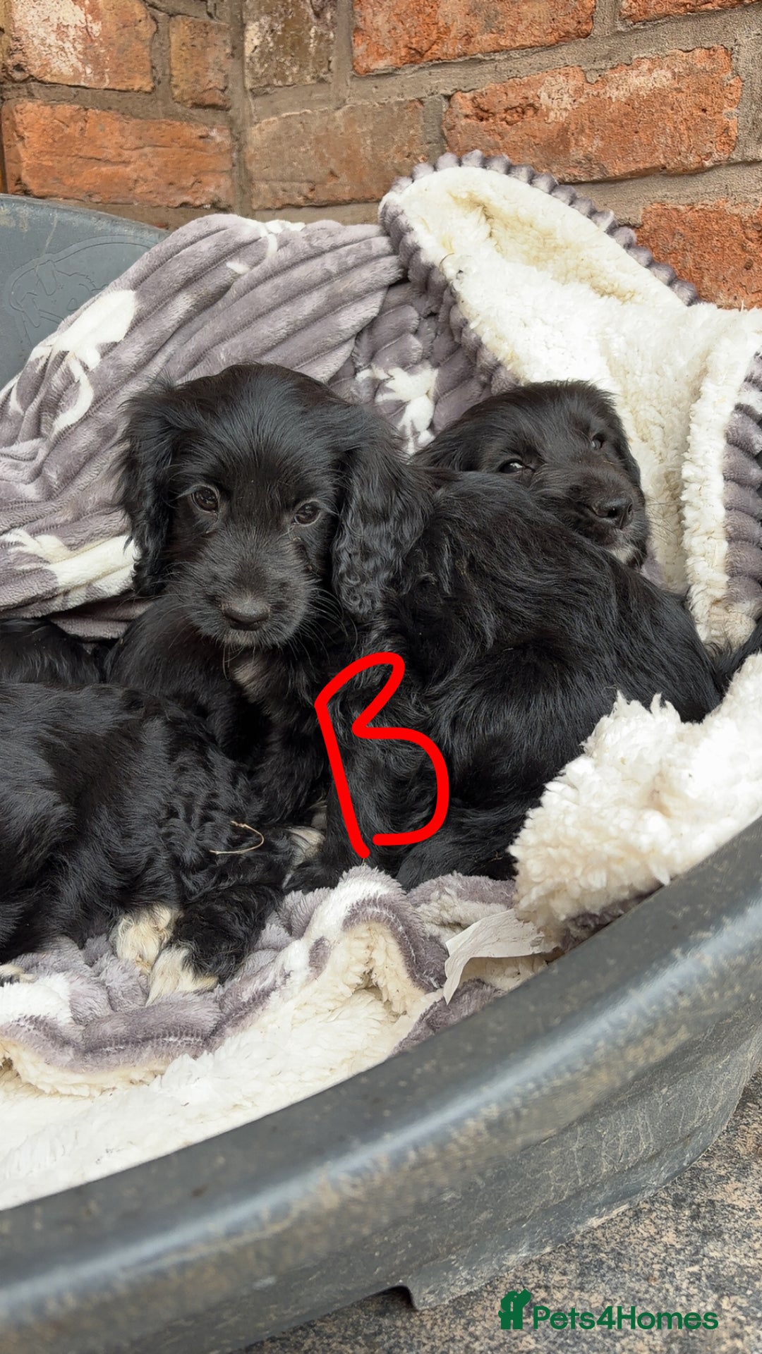 Cockapoo dogs for sale: F1 Adorable CockerPoo Puppies  - Image 14