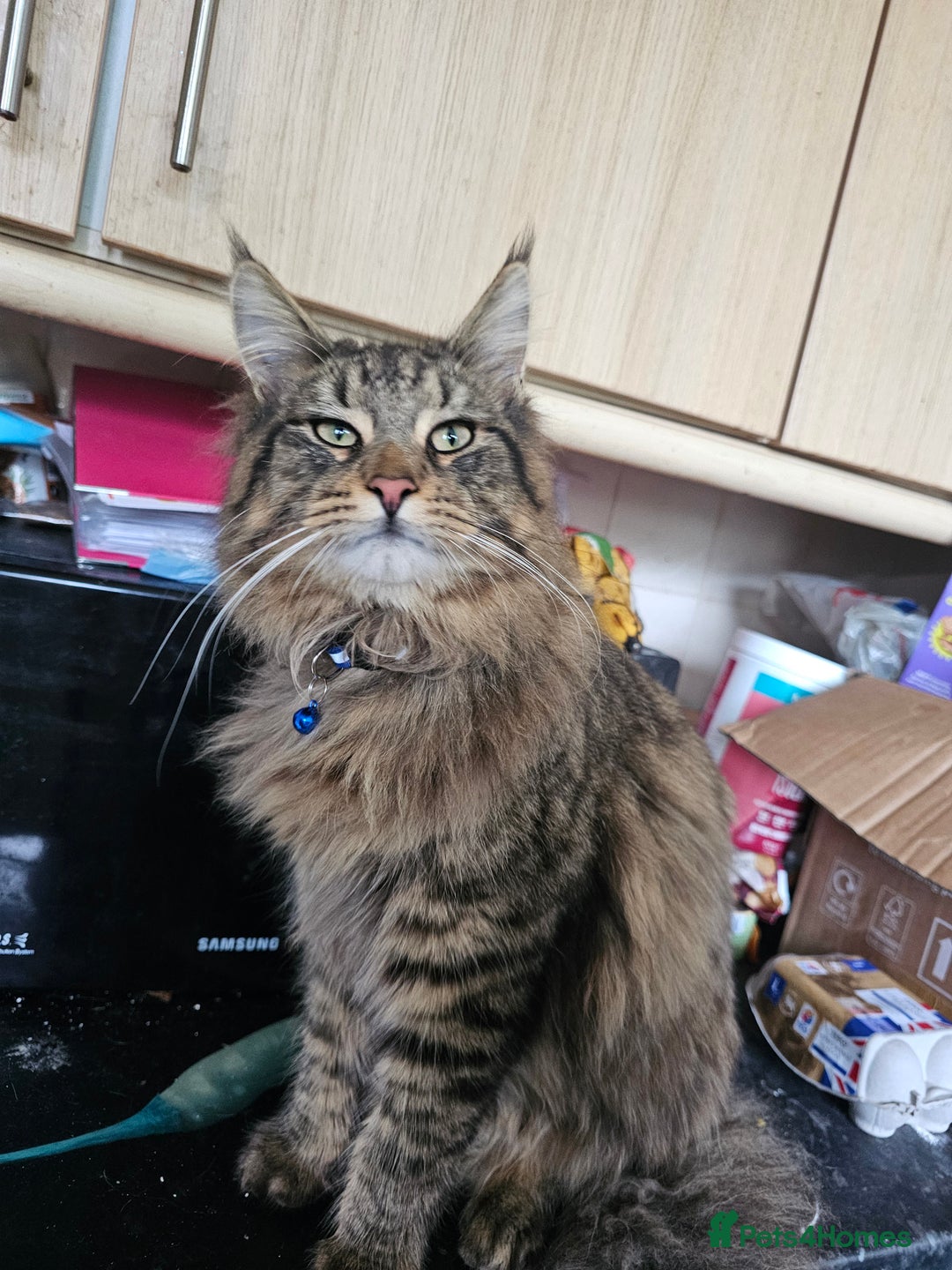 Maine Coon cats for sale: Boy Maine Coon (Open To Offers) - Advert 6