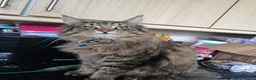 Maine Coon cats for sale: Boy Maine Coon (Open To Offers) - Advert 6