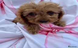 Cavapoo dogs for sale: 🐾💕💙STUNNING F1 CAVAPOOS 💙💕🐾 - Image 14