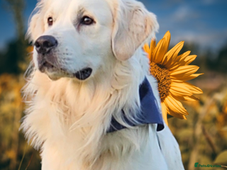 Golden Retriever dogs in Manchester - Advert 19