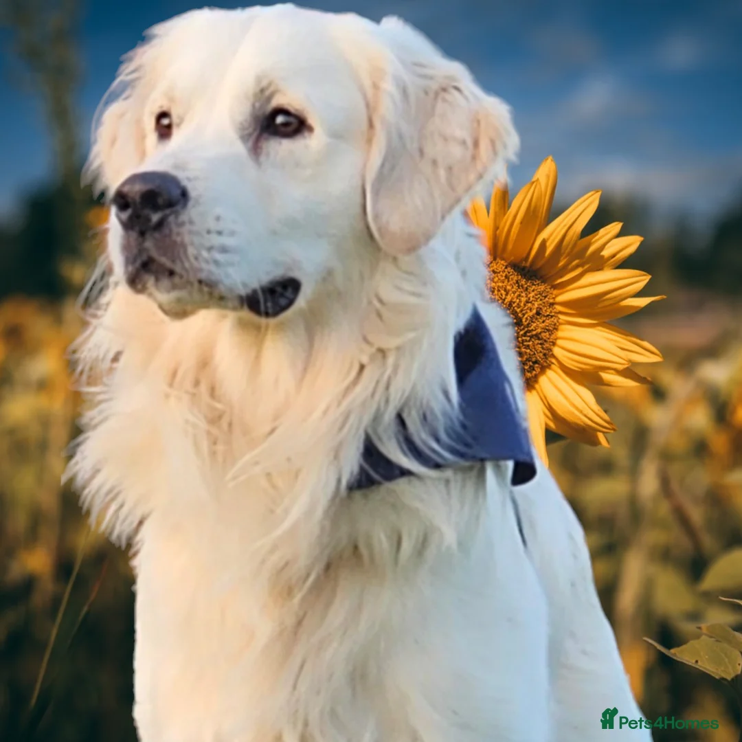 Golden Retriever dogs for stud:   ICT CLEAR Proven Golden Retriever for stud in Manchester - Advert 1