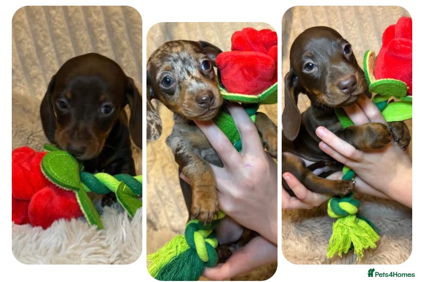 Miniature Dachshund dogs KC Miniature Dachshund Puppies  - Advert 4