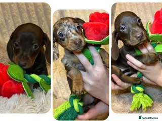 Miniature Dachshund dogs KC Miniature Dachshund Puppies - Advert 4
