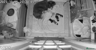 Border Collie dogs - Advert 2