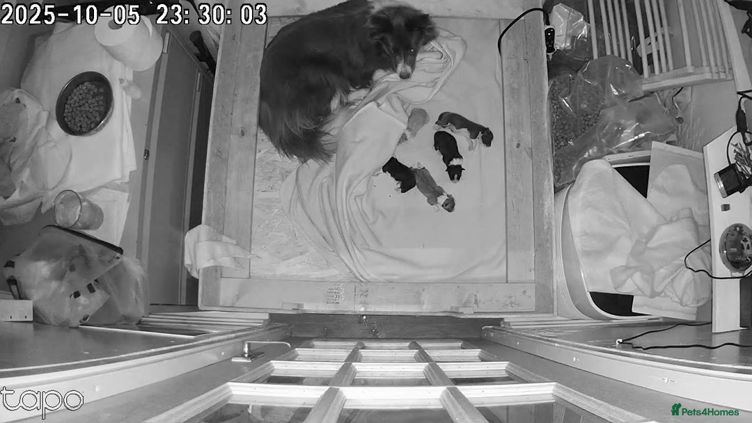 Border Collie dogs for sale:  Long Haired KC Reg Border Collie puppies for sale - Image 8