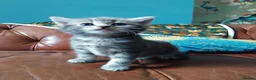 Domestic Shorthair cats for sale: Kittens for sale - Advert 6