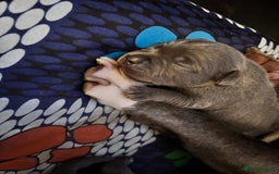 Staffordshire Bull Terrier dogs for sale: Blue staffy pups - Image 6