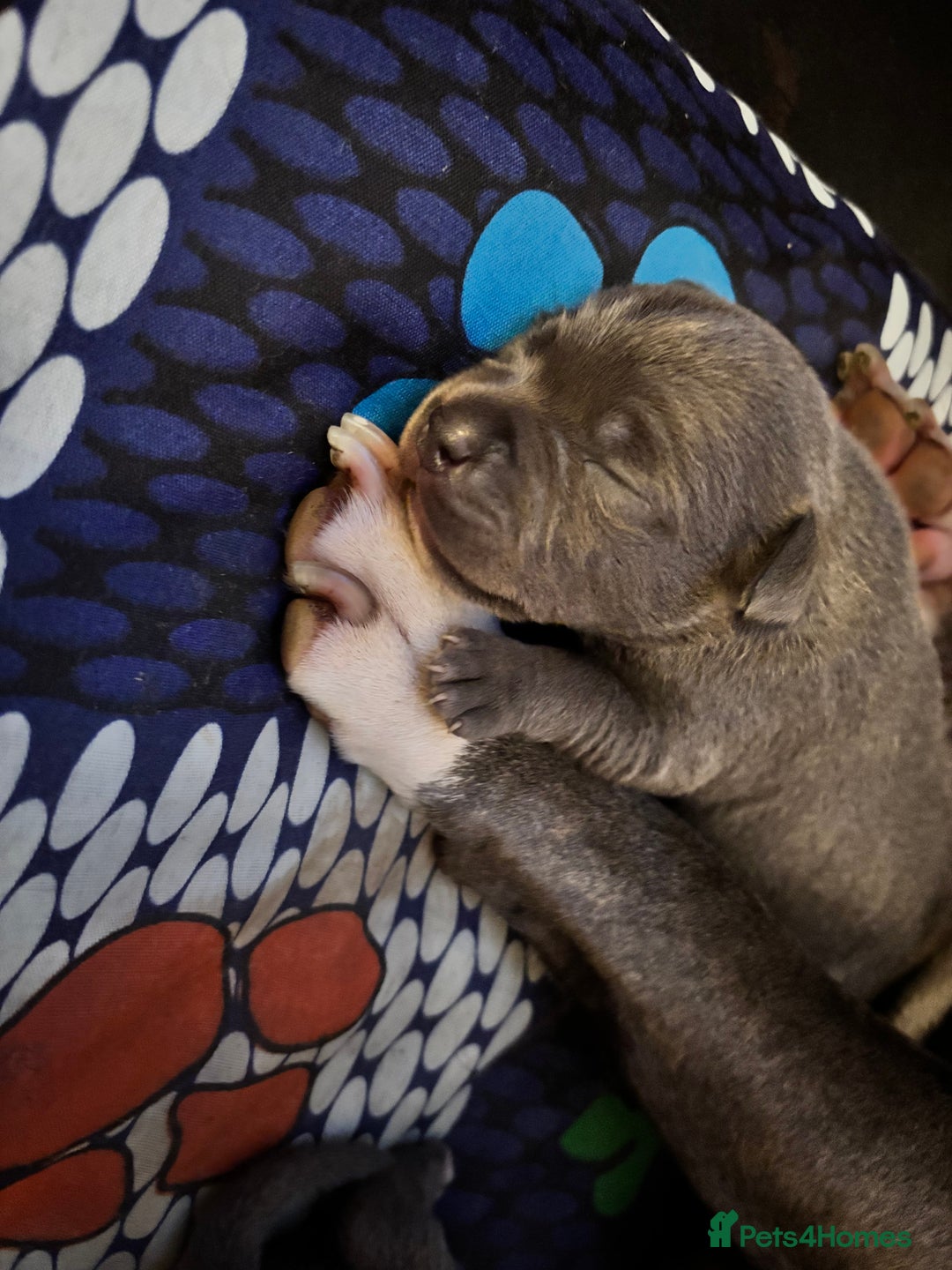 Staffordshire Bull Terrier dogs for sale: Blue staffy pups - Image 6