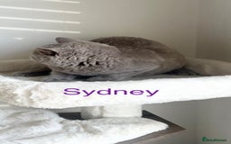 British Shorthair cats for sale: GCCF Registered British Shorthair Lilac Boy - Image 11