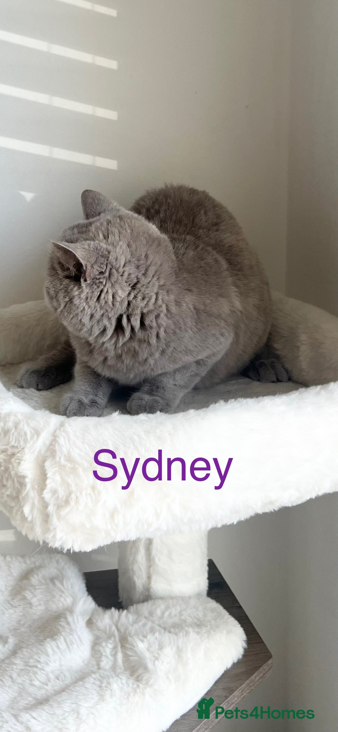 British Shorthair cats for sale: GCCF Registered British Shorthair Lilac Boy - Image 11