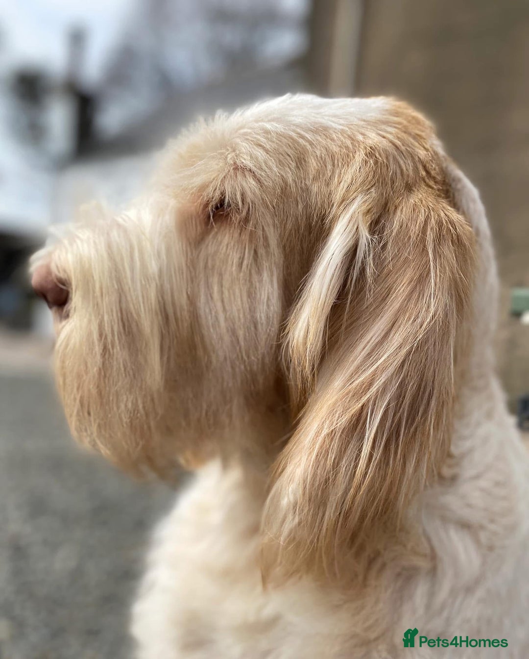 Italian Spinone dogs for sale: ITALIAN SPINONE WAITING LIST OPEN -DUE OCT - Image 36