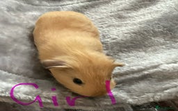 Guinea Pig rodents for sale: Mixed baby guinea pigs - Image 8