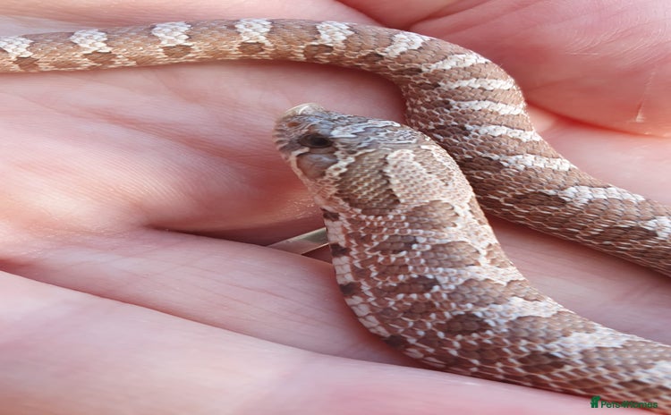 Snake reptiles  2025 Western Hognose babies updated last few  - Advert 4