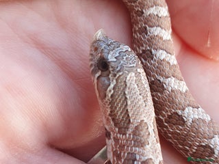 Snake reptiles 2025 Western Hognose babies updated last few - Advert 6