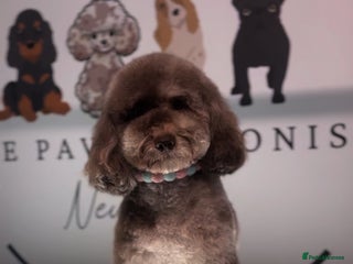 Toy Poodle dogs The ONLY chocolate Merle Toy poodle in the NE💙 in Newcastle upon Tyne - Advert 1