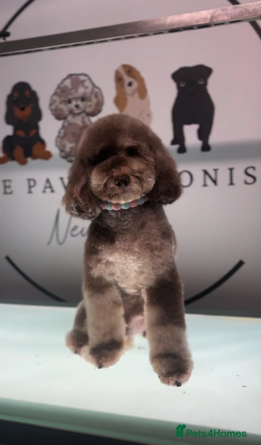 Toy Poodle dogs for stud: The ONLY chocolate Merle Toy poodle in the NE💙 in Newcastle upon Tyne - Advert 1