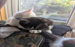 Domestic Shorthair cats for sale: Our last Girl, Playfull & loving, Well handled* - Image 6