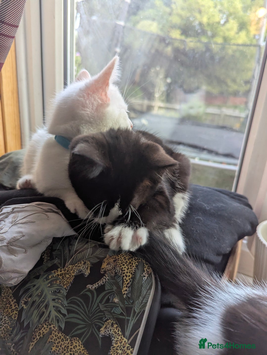 Domestic Shorthair cats for sale: Our last Girl, Playfull & loving, Well handled* - Image 6