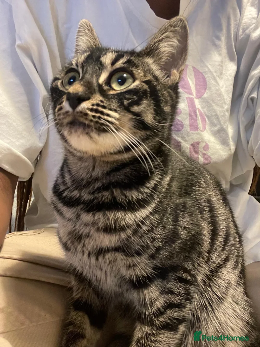 Mixed Breed cats for sale: Cat for sale  in Stanford-le-Hope - Advert 1