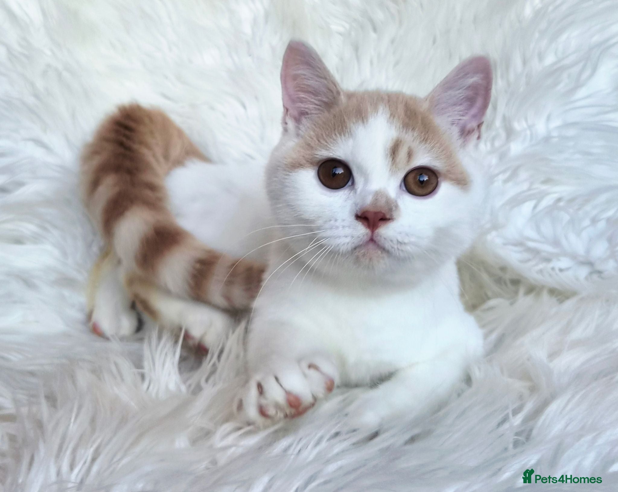 British Shorthair cats Gorgeous loving purr machines  - Advert 14