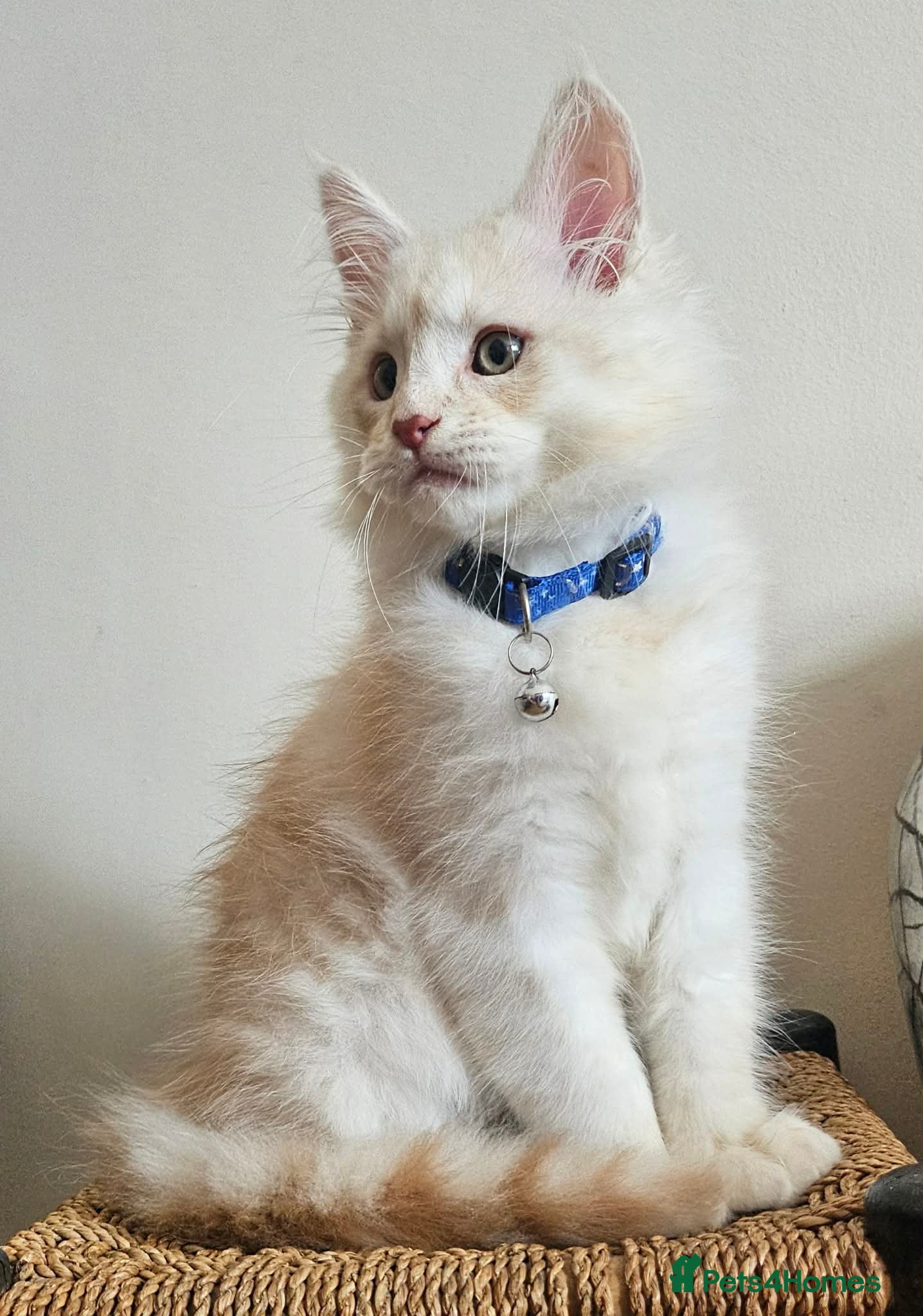 Maine Coon cats XXL Exceptional Pedigree Kittens Russian line - Advert 1