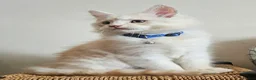 Maine Coon cats for sale: THIS LITTER ALL SOLD😸😸😸NEXT LTTER AUGUST 2026 - Advert 2