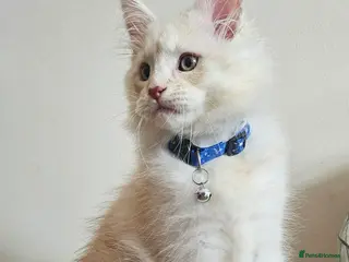 Maine Coon cats XXL Exceptional Pedigree Kittens Russian line - Advert 1