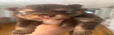 Pomeranian 2