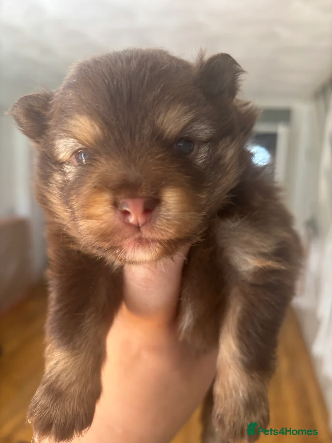 Pomeranian dogs for sale: X2 boy Pomeranians for sale  - Advert 2