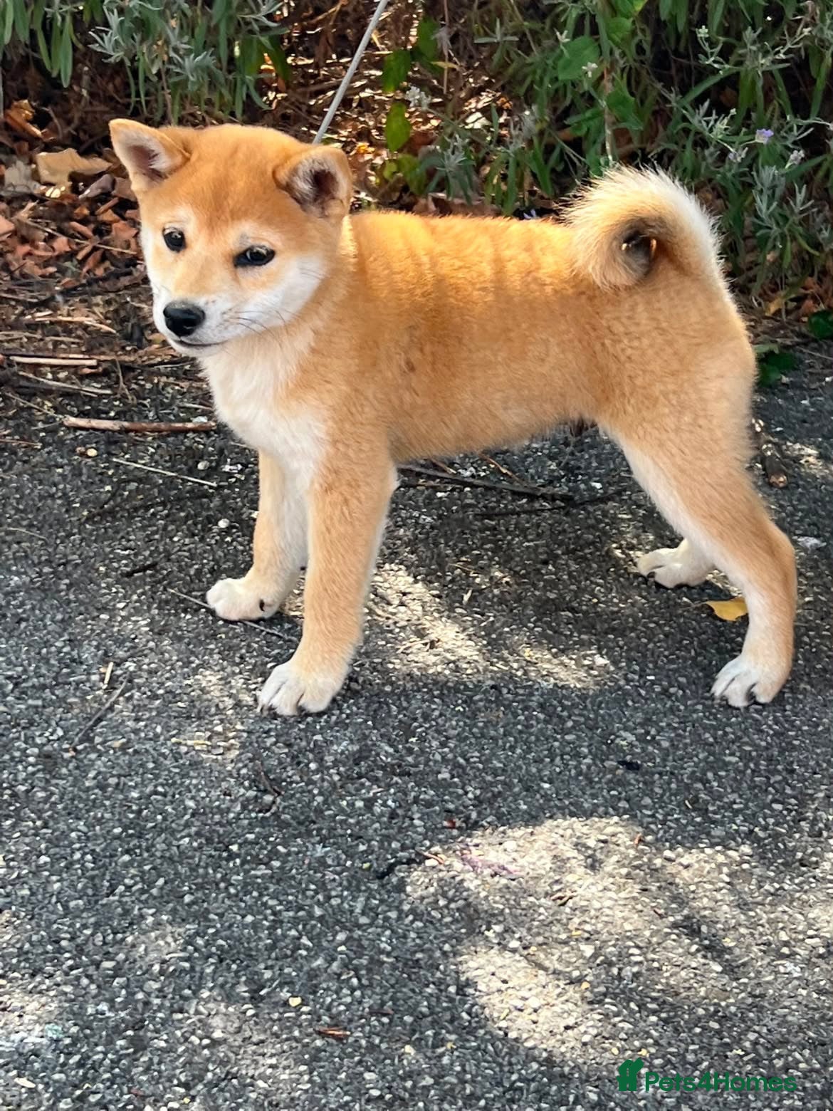 Japanese Shiba Inu dogs Small sizeShiba parents health tested champions  - Advert 1