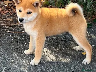 Japanese Shiba Inu dogs Small sizeShiba parents health tested champions - Advert 1