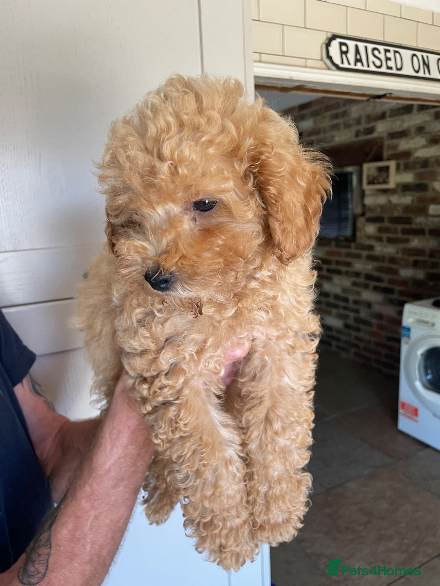 Maltipoo dogs ❤️Beautiful maltipoos. 2 BOYS LEFT❤️ REDUCED  - Advert 2