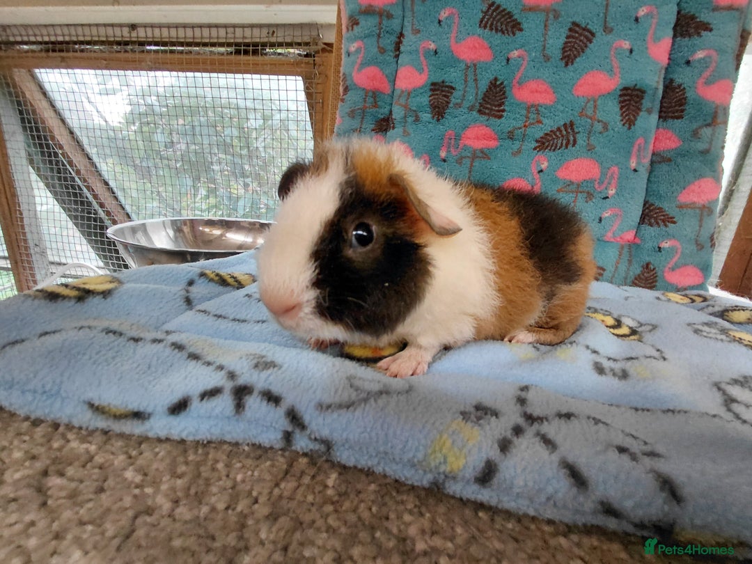 Guinea Pig rodents for sale: Baby Longhaired Brothers/Teddies Available RTR - Image 4